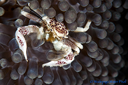 Philippines Diving Hot Spot: Moalboal (pg 2) Moalboal43_thumb