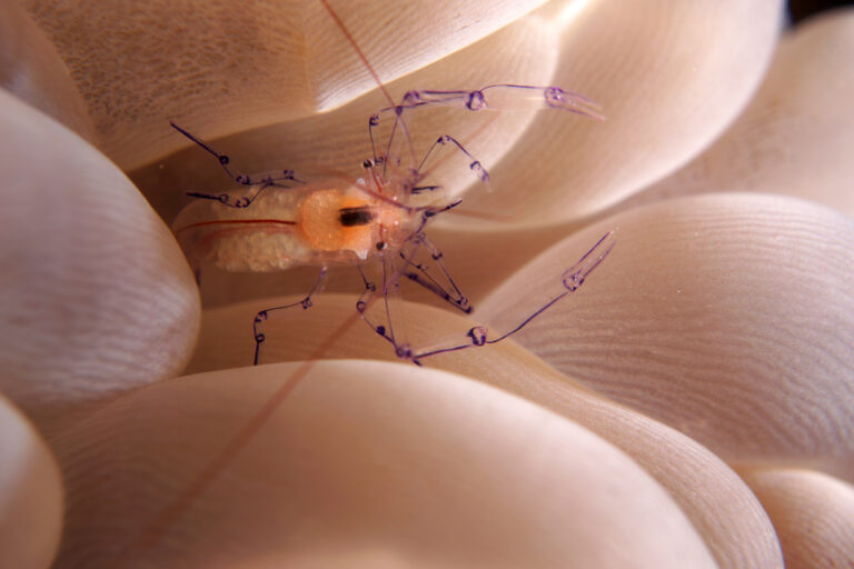 Customer Review: Sony NEX 7 and Nauticam NA-NEX 7 Housing NEX7-shrimp