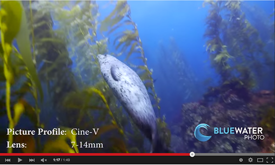 4K Underwater Video with the Panasonic GH4 Nauticam-Panasonic-GH4