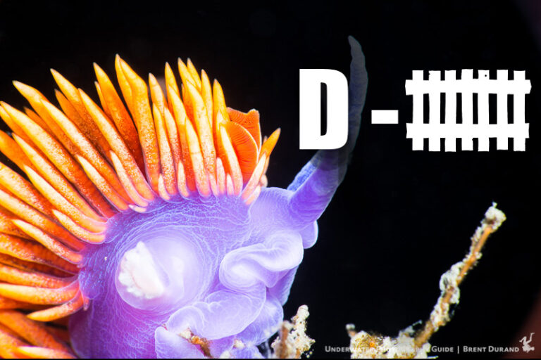 Basic Breakdown: Nudibranch Defenses Nudibranch-defense