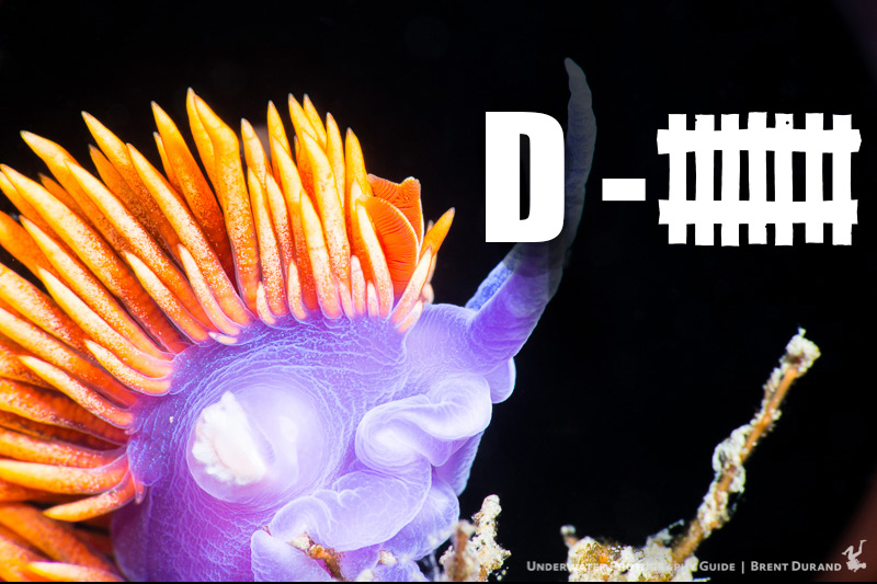 Basic Breakdown: Nudibranch Defenses
