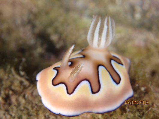 Nudibranch2 2