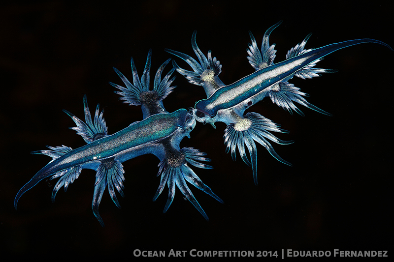 Nudibranchs_EDUARDO ACEVEDO FERNANDEZ_Glaucus-Atlanticus
