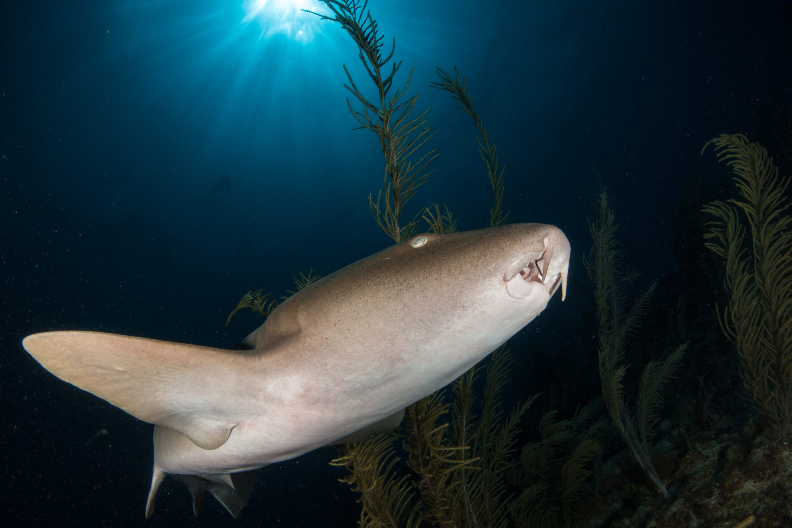 A Photographer’s Journey with the Sony RX100 V