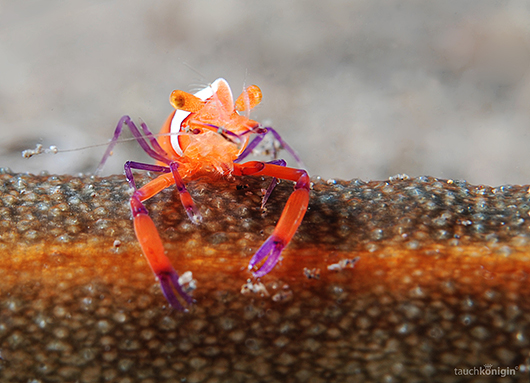 Trip Report: Komodo Ondina 5- -DSC_0341 (1)-2