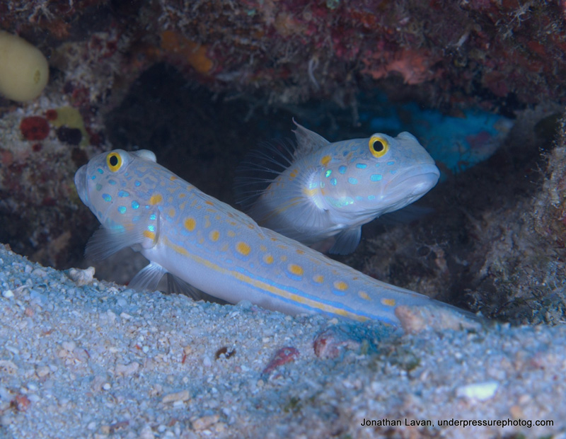 Orange-dashed-Gobies_Fiji_800