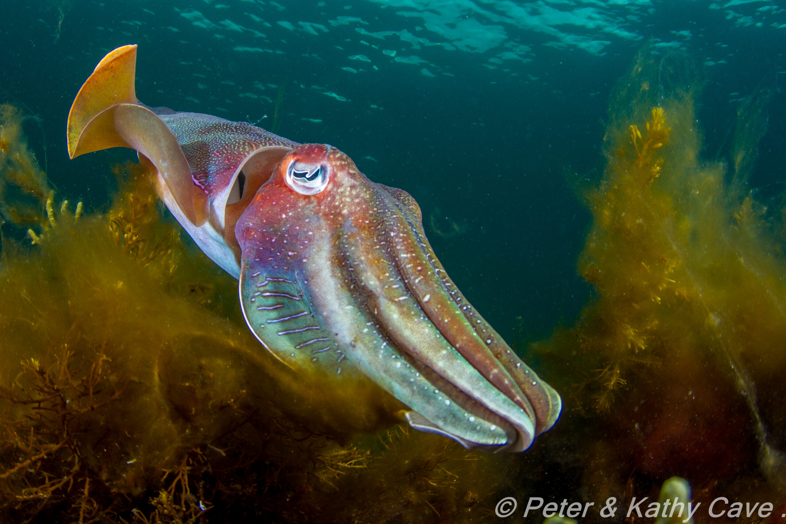 3 u/w Encounters You Can’t Miss in Australia