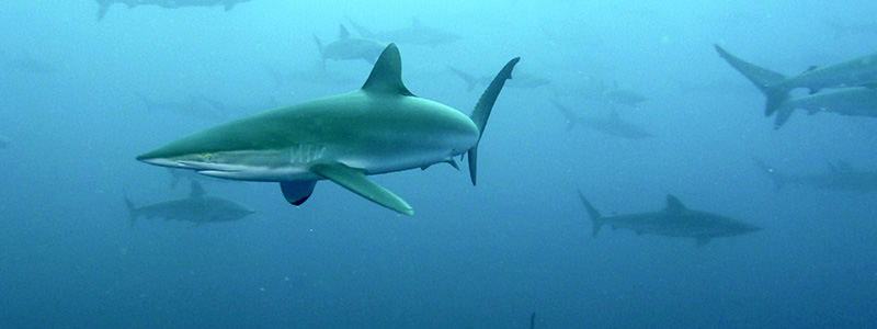 Pic02-2015-Malpelo-0340-2