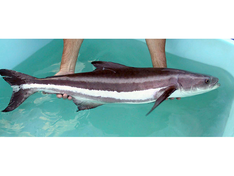 Rachycentron_canadum-wikipedia