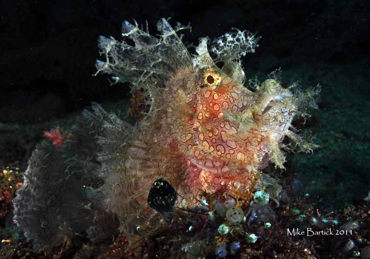 Bartick's Water Column: Searching for Rhinopias Rhinopia lav 1