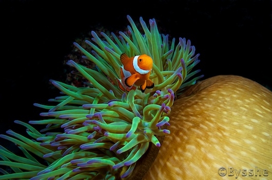 Dive Adventure: Dumaguete SB-4