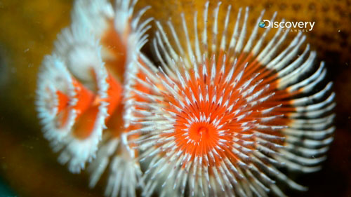 SGMarinePark005--XmasTreeWorms