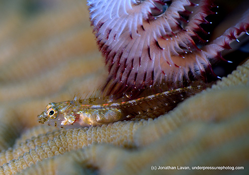 Caribbean Creature Feature: Glass Blennies SHBfemale1