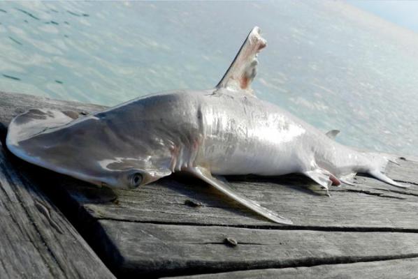 Scientists-report-possible-new-hammerhead-shark-species