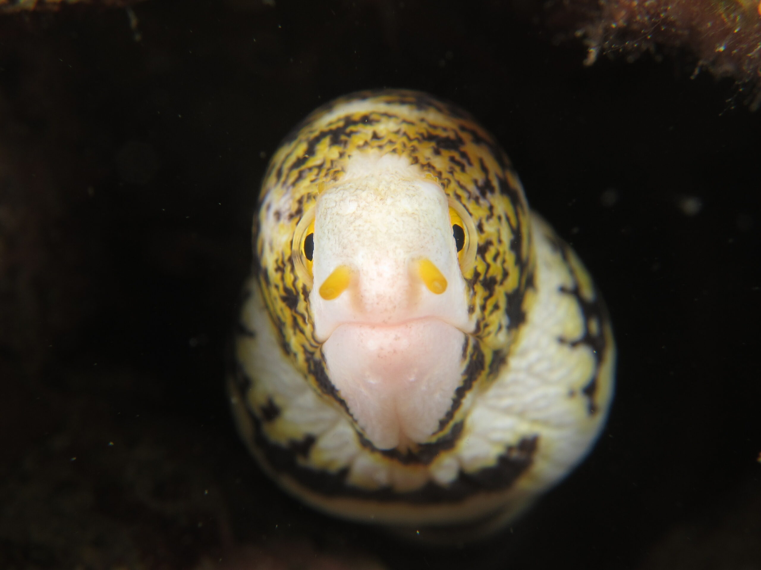 Seafari: First Annual Philippine Underwater Photography Event