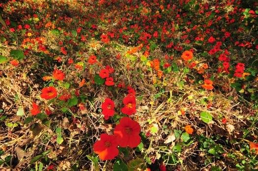 Sigma-8-16mm-sample-outdoor-photos-1