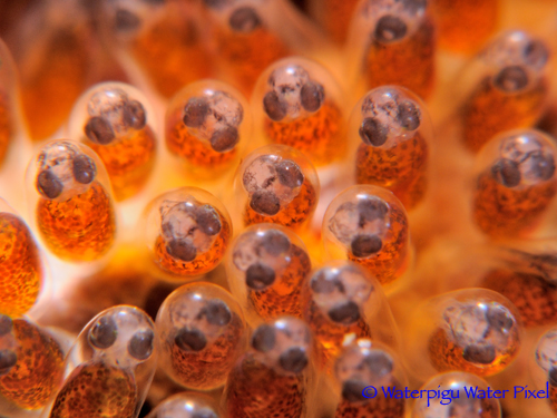Stunning Super Macro with Diopters Stackinglenses10