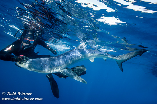TSW-Blue Shark-_U5A4688
