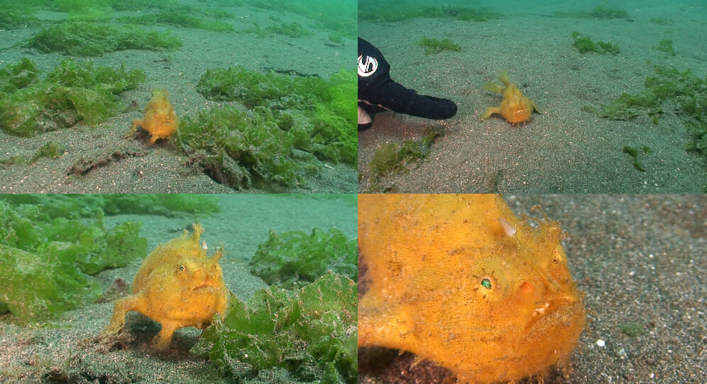 10 Tips for Shooting Underwater Video