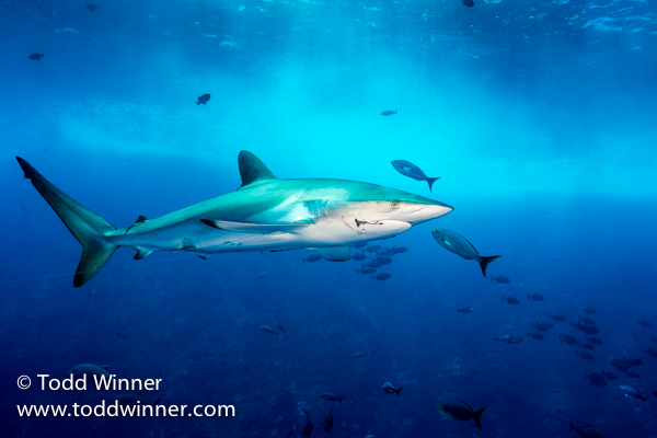 Socorro Workshop Photos & Report