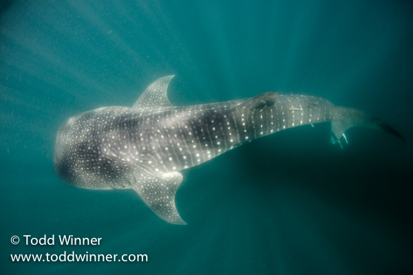 Inspiring Photos from the Sea of Cortez Todd_Winner-9171