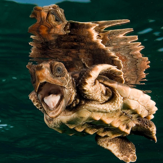 UWPhotoGuideImages- Steve_Rosenberg ©2011