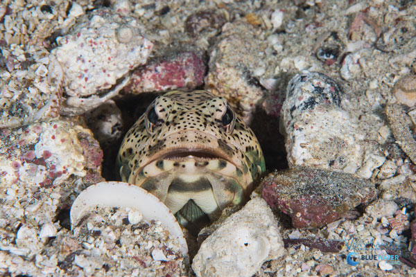 Secret Dances in the Sand Flats VijayRaman-0