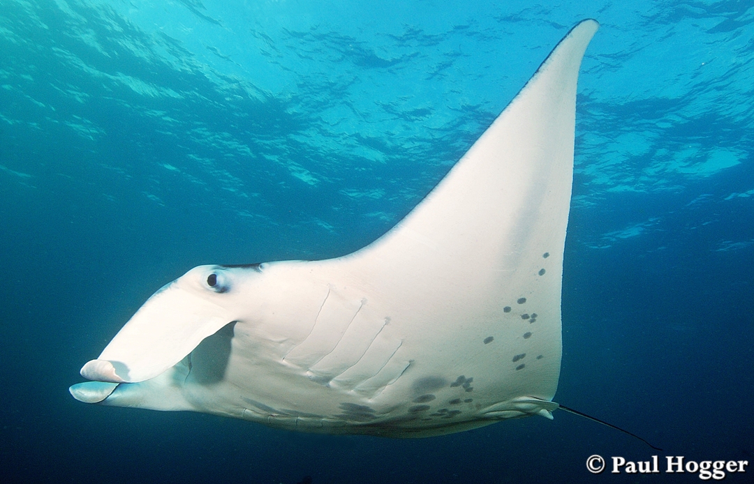 Yap Mantas (3)