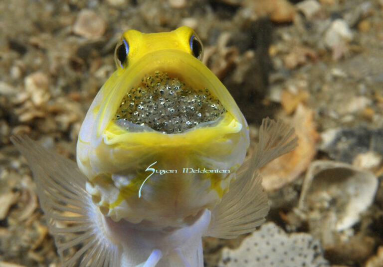 Macro Surprises at the Blue Heron Bridge Yellowhead Jawfish w Eggs 1-20-13-399