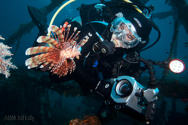 anastasia_lionfish