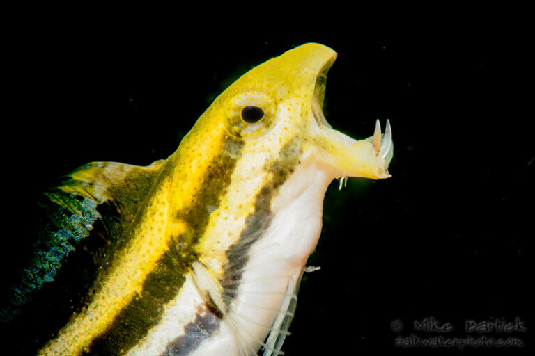 Dispatch from Anilao bartick-Fang-Blenny-(1-of-1)