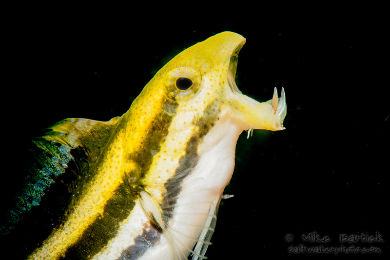 bartick-Fang-Blenny-(1-of-1)