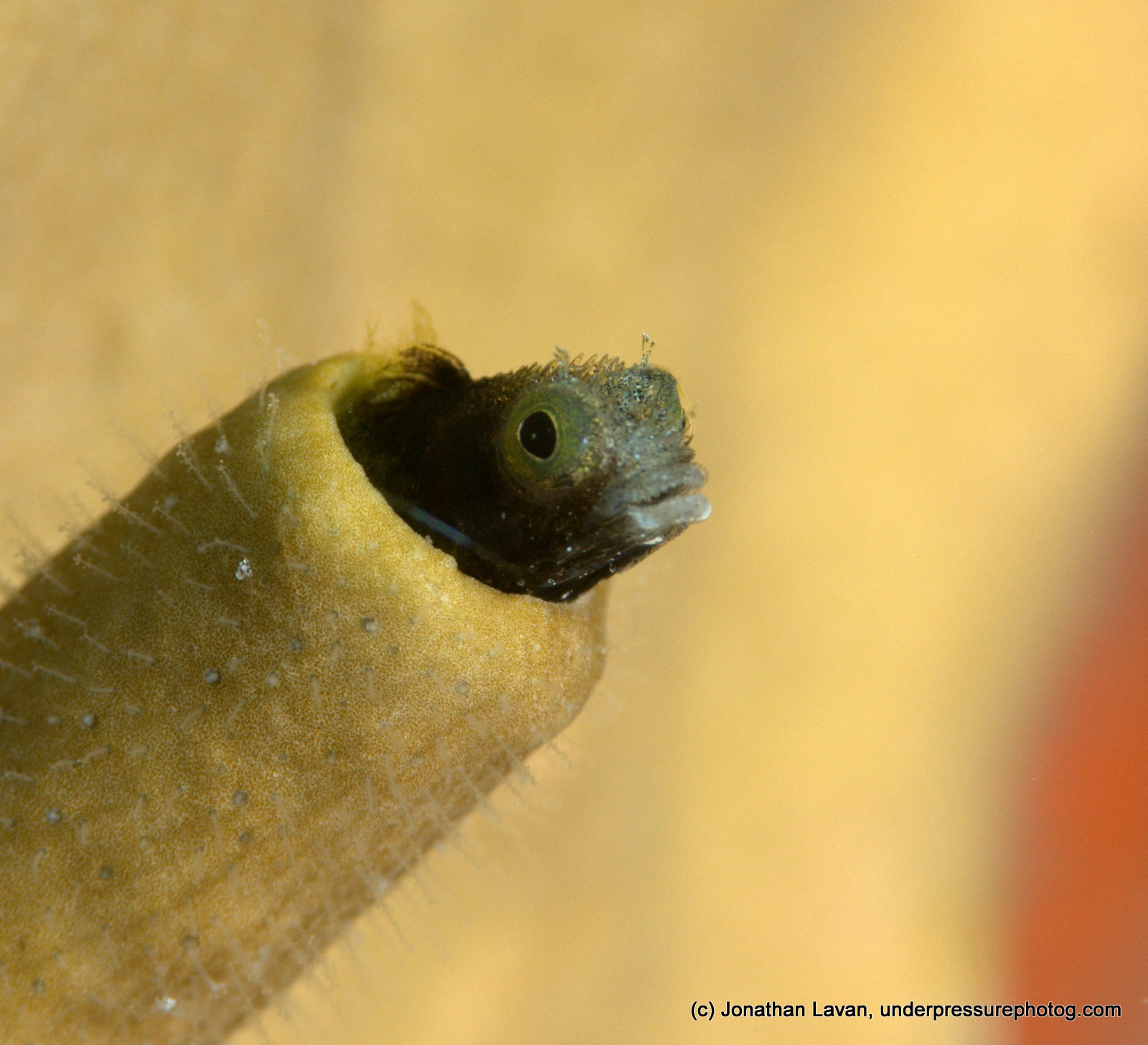 Caribbean Creature Feature: The Secretary Blenny blenny_caribbean_4