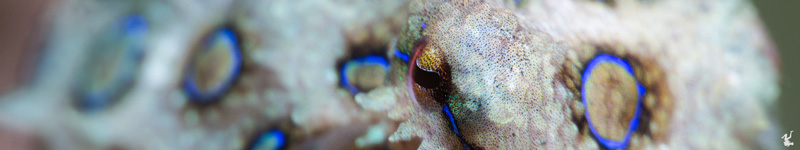 blue-ringed-octopus-facts