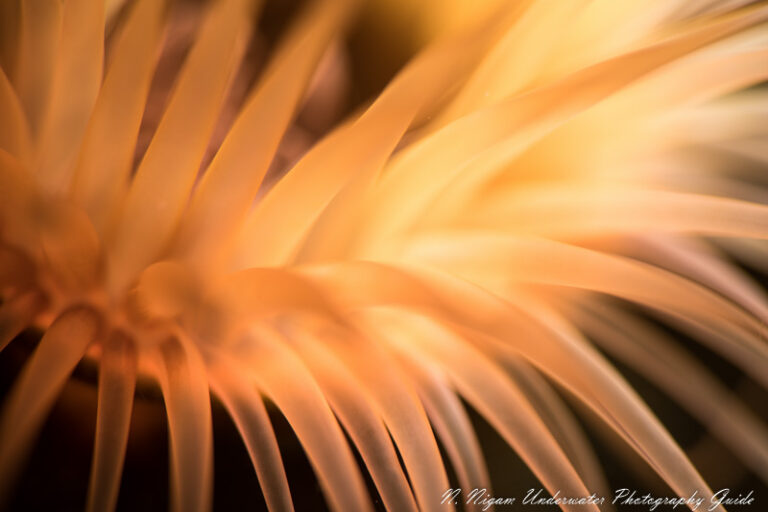 Top Ten Tips for Nice Underwater Bokeh bokeh6