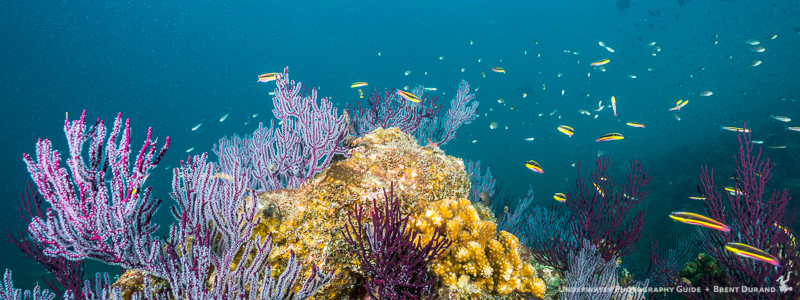 cabo-san-lucas-scuba-diving