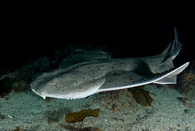 california_angel_shark