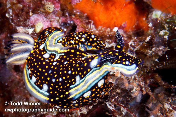 Ultimate Guide to Canon 7D Underwater Settings canon_7d_underwater_settings