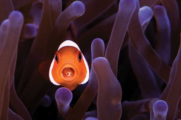 clownfish