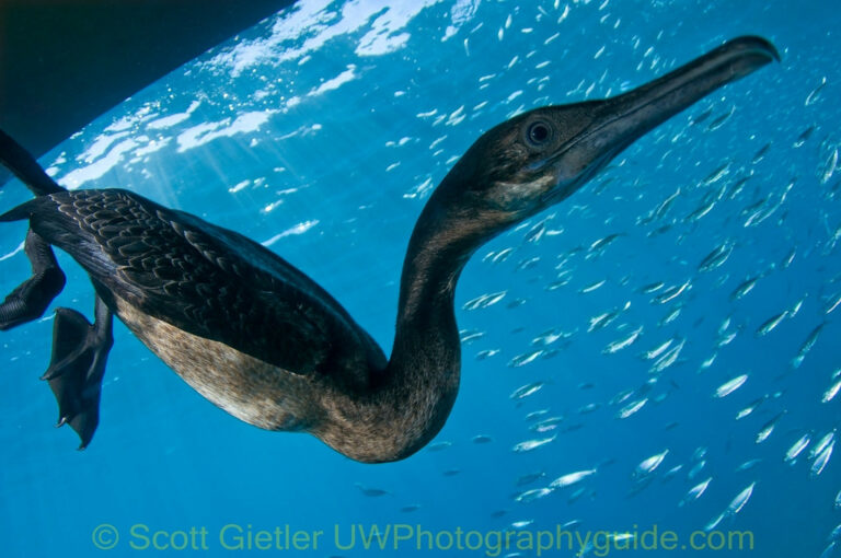 Must-Pack Items for your Underwater Photo Trip cormorant