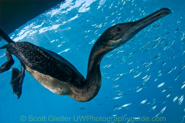 Sea & Sea Glass & Acrylic Dome Port tests