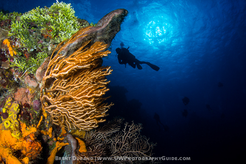 cozumel_diver_gorgonian