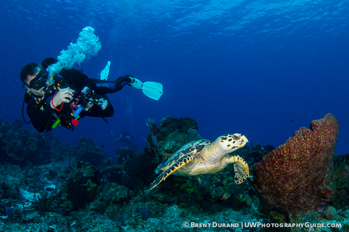 drift_durand_diver-turtle