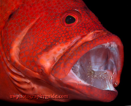 Anilao Shootout Winners - Part I dslr-behavior-1