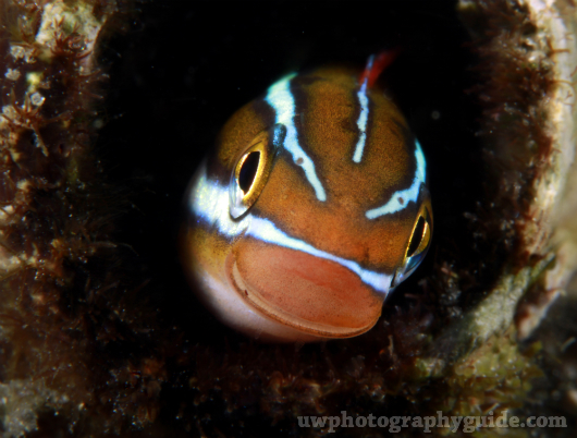 Anilao Shootout Winners - Part II dslr-portrait-2-2