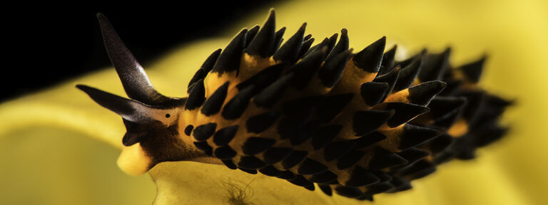 Five DSLR Life-hacks for Great Macro Photography dslr-tips-great-underwater-macro-photography-crop