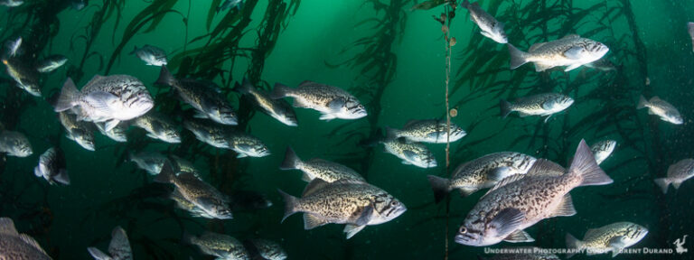 The Wild Side of the Channel Islands durand-20150724-1703