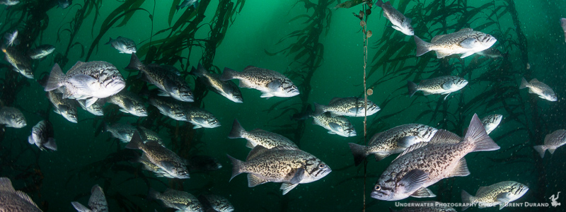 The Wild Side of the Channel Islands