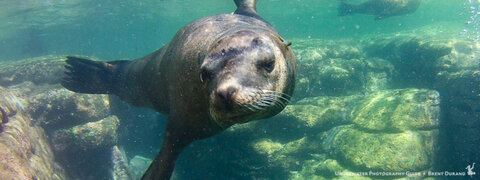 Sea Lions with the SeaLife Micro HD+ durand-20150922-5846