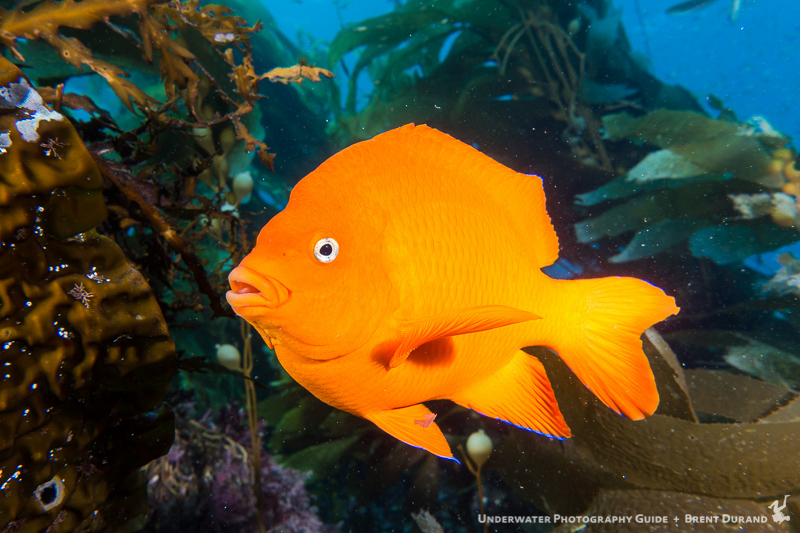 Portrait of a Garibaldi, the California state fish. Photo: Brent Durand